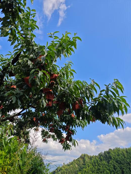 【RN】正宗高山炎陵黄桃！产地直供！京东快递到家 商品图3