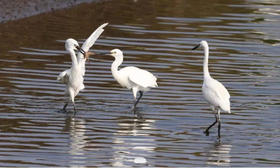 闽江河口国家湿地公园