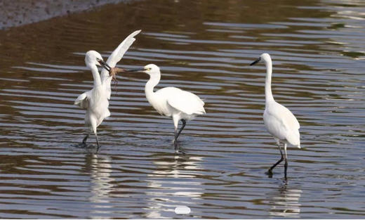 闽江河口国家湿地公园 商品图0