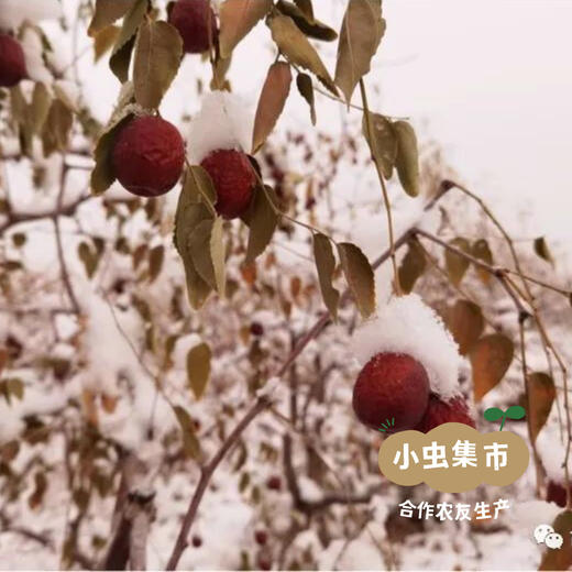 一半是枣的生态枣糕 108g/袋（6个/袋） | 合作农友生产，来自北京朝阳区，生产者：赵超 *【公平贸易农人定价】 商品图8