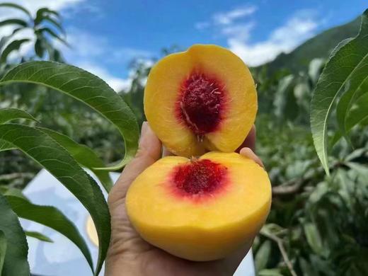 【RN】正宗高山炎陵黄桃！产地直供！京东快递到家 商品图5