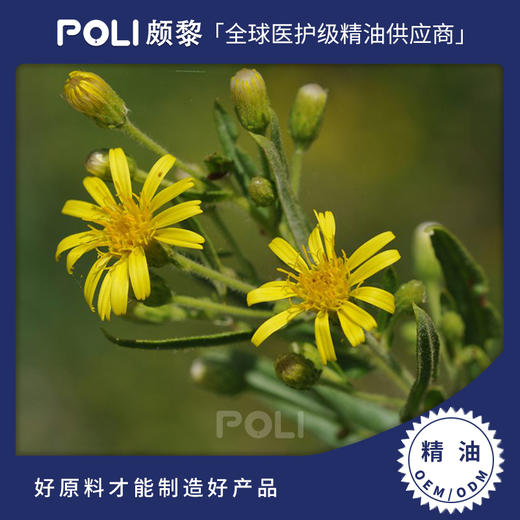 波斯尼亚进口有机土木香精油原料 波黑进口单方精油 颇黎进口单方精油 商品图0