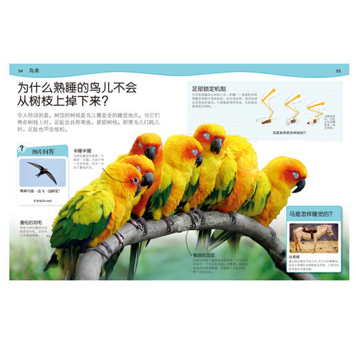DK学前儿童为什么小百科--动物(英国DK公司) 商品图1
