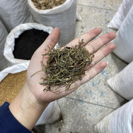 绞股蓝 商品图4