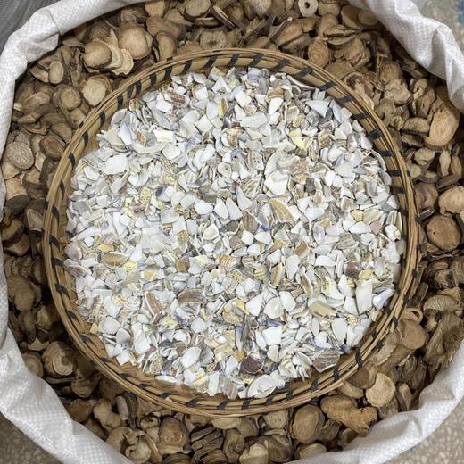 海蛤壳 商品图4