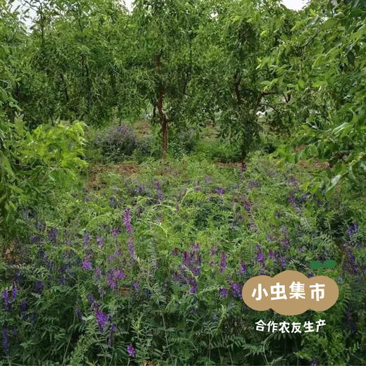 有机姜枣膏 250g/瓶 | 合作农友生产，来自河南郑州，生产者：高展 *【公平贸易农人定价】 商品图10