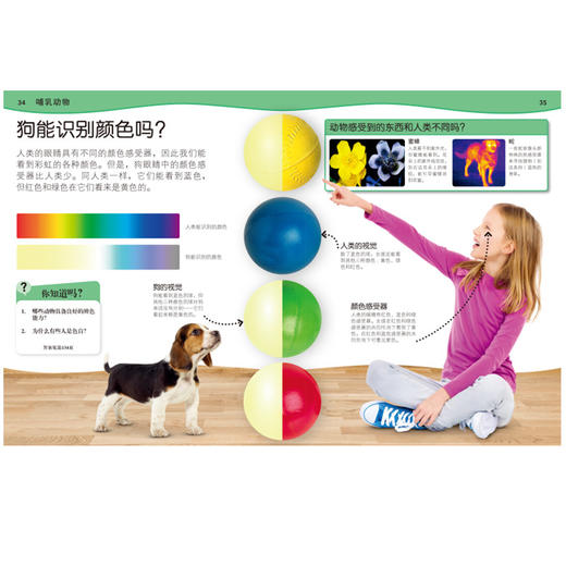 DK学前儿童为什么小百科--动物(英国DK公司) 商品图2