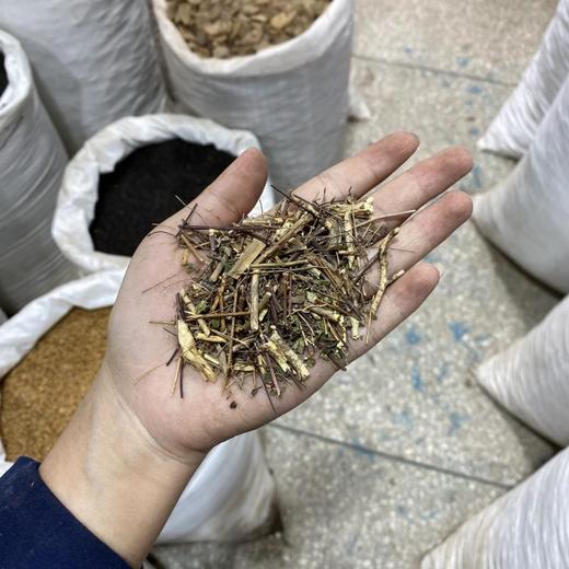 石椒草 商品图4