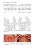 儿童与青少年牙齿急症治疗 薛晶 阙克华主译 口腔护理诊断技能治疗方案管理政策 医生指导手册 辽宁科学技术出版社9787559136015 商品缩略图3