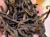 2024春 百年老枞  佛耳野乌龙  乌龙茶 100克起 商品缩略图2
