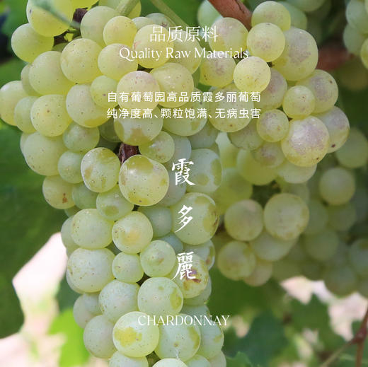 玉鸽繁花干白葡萄酒 商品图5