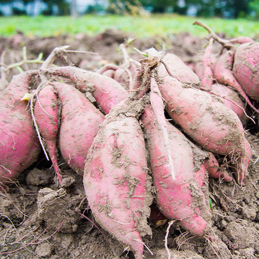 糖心紫薯4.5斤（509项农残0检出） 商品图2