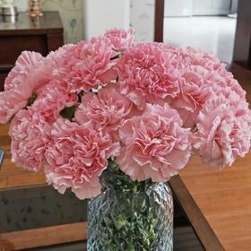 【粉色珠光】单头康乃馨-粉钻 10枝 | 新客福利