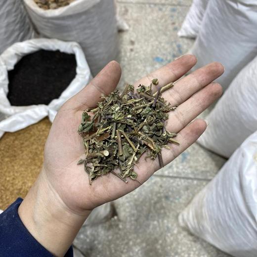 王不留行草 商品图4