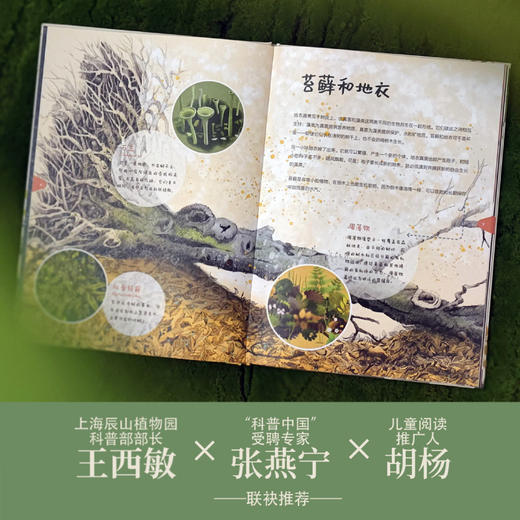 一木倒，万物生：树的第二次生命 商品图4