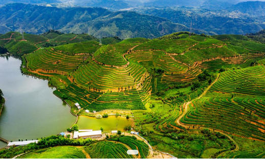 优山茶场 商品图0