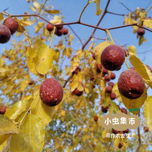 一半是枣的生态枣糕 108g/袋（6个/袋） | 合作农友生产，来自北京朝阳区，生产者：赵超 *【公平贸易农人定价】 商品图4