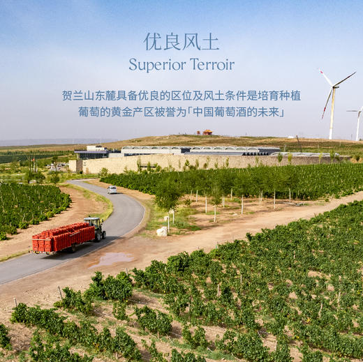 玉鸽繁花干白葡萄酒 商品图3