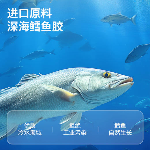 【正宗同仁堂品牌】北京同仁堂 青源堂	鱼胶150克（鳕鱼胶）胶质丰富 易于泡发炖煮 形态完整SY 商品图4