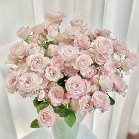 10枝 多头玫瑰-折射 | 新客福利