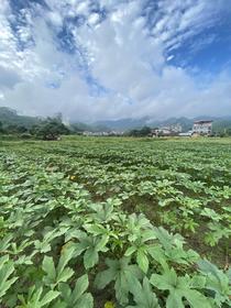  6月，农场第1筐秋葵背后的故事 …… | 新农人心声 