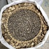 天葵子  紫背天葵 商品缩略图2