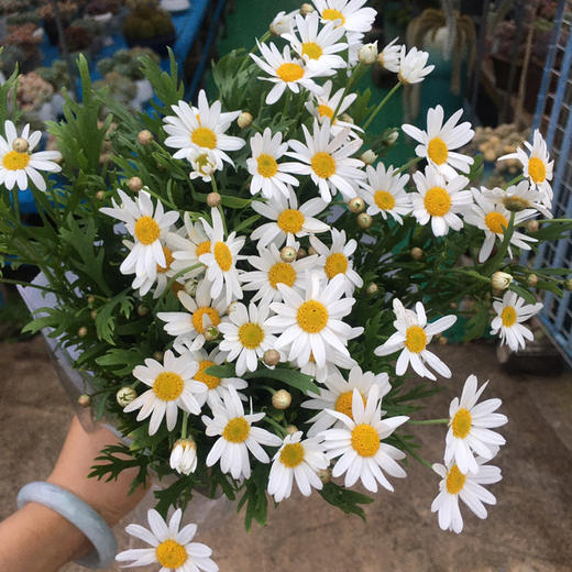 玛格丽特 商品图1