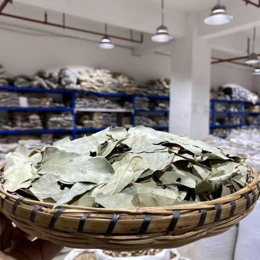 冬青叶 商品图1