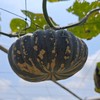 生态磨盘南瓜 | 绿家自产*ecological pumpkin | Self-production 商品缩略图1
