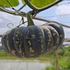 生态磨盘南瓜 | 绿家自产*ecological pumpkin | Self-production 商品缩略图2