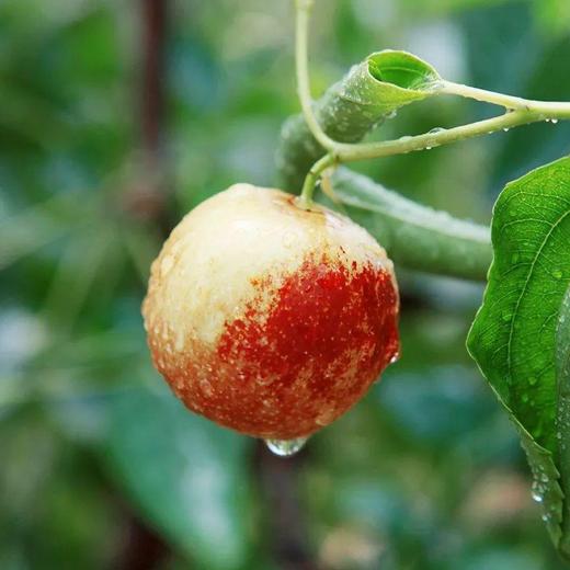 「销售至11月」珍珠蜜枣 小核冬枣 皮薄肉脆、细腻多汁、甘甜清香 礼盒装3斤（净重2.6-2.8斤） 商品图0