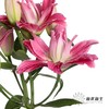 百合 | 紫莲花 商品缩略图3