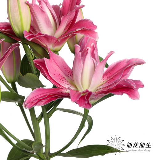 百合 | 紫莲花 商品图3