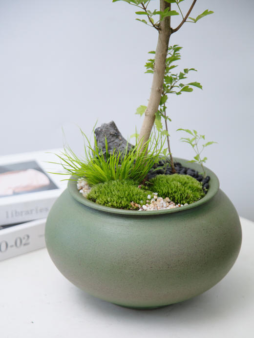 绿色圆盆黄荆 商品图1