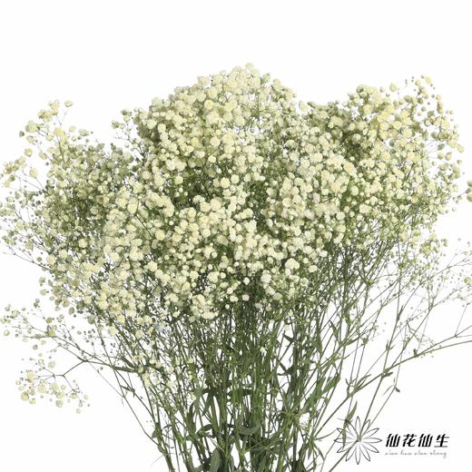 满天星 | 白色 商品图0