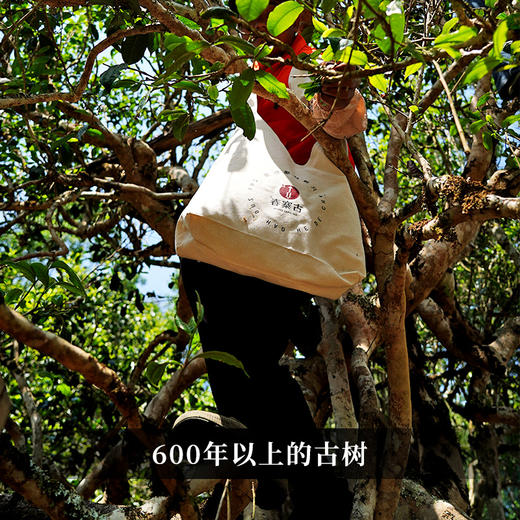 【七星千羽孔雀】2024年从经典走向经典，创造新的老味‘孔雀’普洱茶生茶357克/饼 拍5发6 商品图9