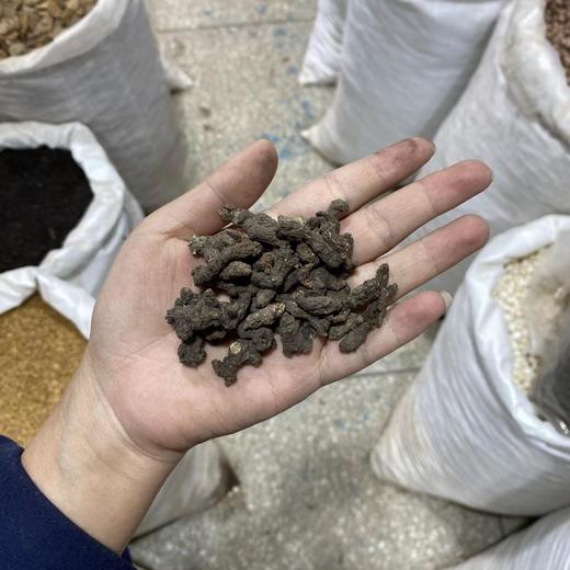 天葵子  紫背天葵 商品图3