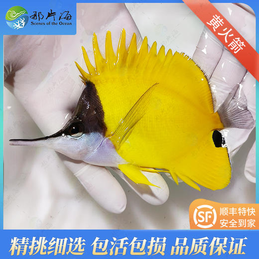 黄火箭Forcipiger Flavissimus 商品图1