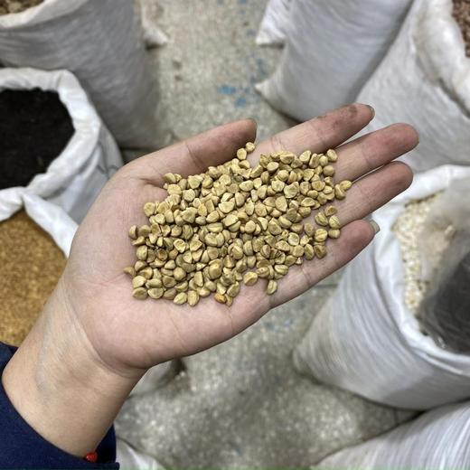 白牵牛 白丑 商品图3