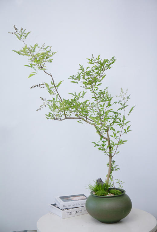 绿色圆盆黄荆 商品图0