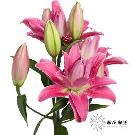 百合 | 紫莲花