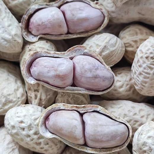 【闽西特产！龙岩湿烤花生】甄选优质食材，人工精选粒粒饱满，传统工艺制作，香酥可口，福建龙岩紫衣花生，水煮香脆五香新货咸干L 商品图1