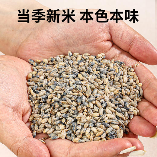 袋鼠小布高原精选青稞米主食粗粮糙米450g/袋 商品图2