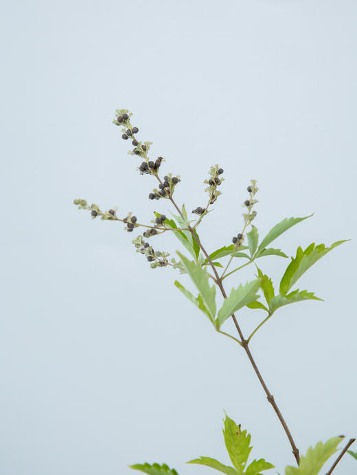 绿色圆盆黄荆 商品图3