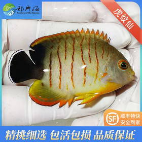 虎纹仙Centropyge Eibli