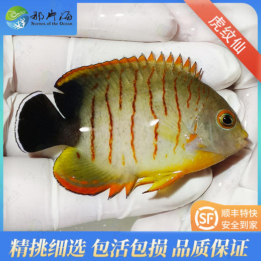 虎纹仙Centropyge Eibli 商品图0