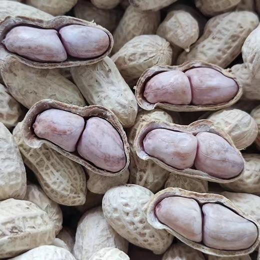 【闽西特产！龙岩湿烤花生】甄选优质食材，人工精选粒粒饱满，传统工艺制作，香酥可口，福建龙岩紫衣花生，水煮香脆五香新货咸干L 商品图2