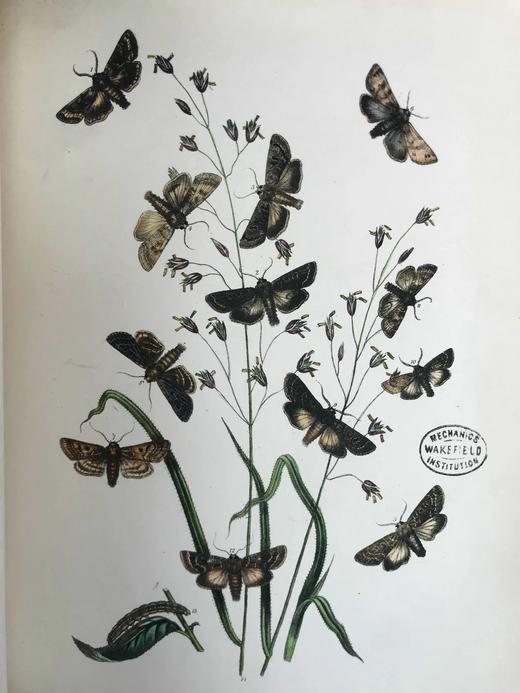 1854年 英国蛾类图鉴（全2卷） 124页手工上色版画插图 真皮精装16开 商品图5