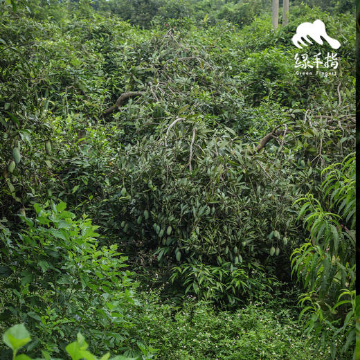 生态桂七芒果（极兔/邮政/中通不定，赠送3斤）| 合作生产* Ecological Mango | Partner Production 商品图4