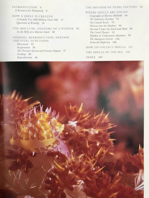 贝壳：海洋宝石指南 数百幅插图 精装大16开 商品图5